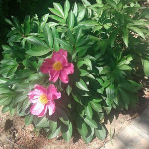 Meet your Posher, Cormiere